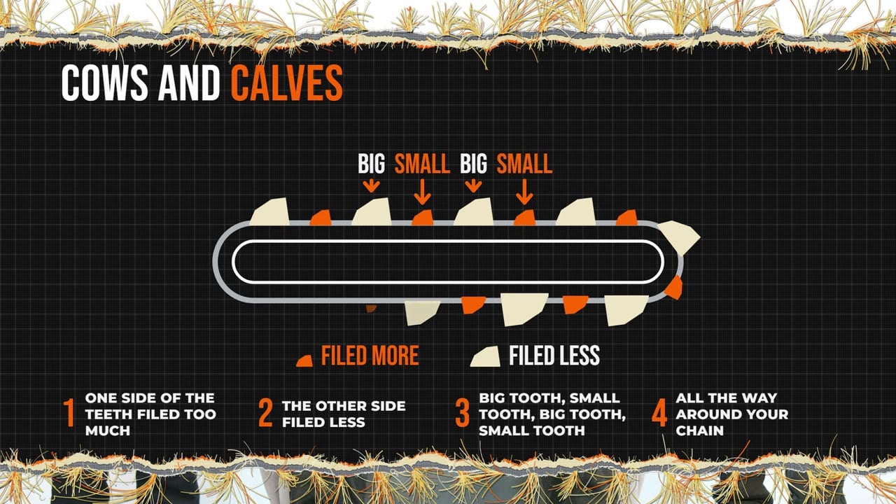 Diagram of cows and calves on a chainsaw chain: one side of the teeth filed more than the other, so big and small teeth alternate all the way around